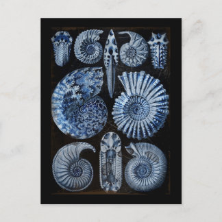 Blaue Muscheln Postkarte