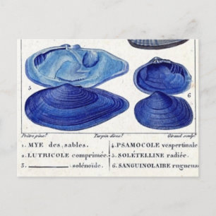 Blaue Muscheln Vintage botanische französische Mee Postkarte