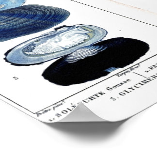 Blaue Muscheln Vintage botanische französische Str Poster