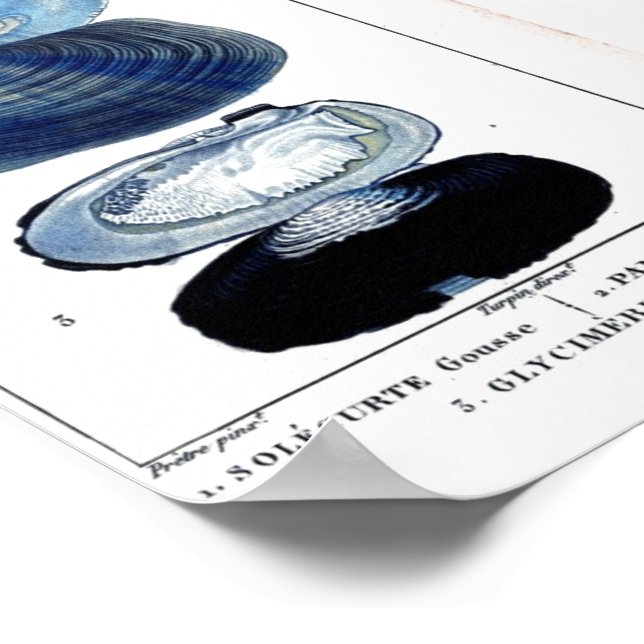 Blaue Muscheln Vintage botanische französische Str Poster (Ecke)