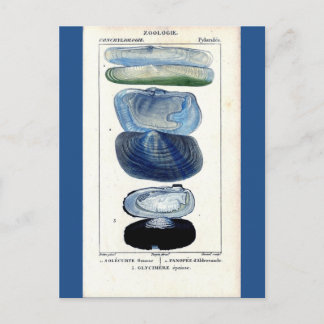 Blaue Muscheln Vintage botanische französische Str Postkarte