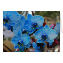 Blaue Orchidee aus Vero Beach, Fl