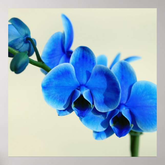 Blaue Orchidee Poster (Vorne)