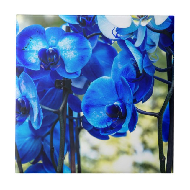 Blaue Orchideen Fliese (Vorderseite)