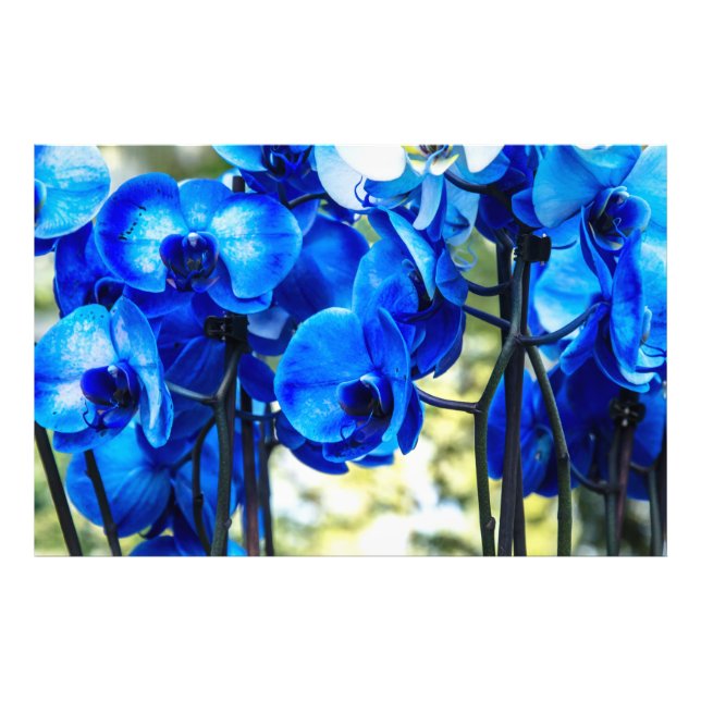 Blaue Orchideen Fotodruck (Vorne)