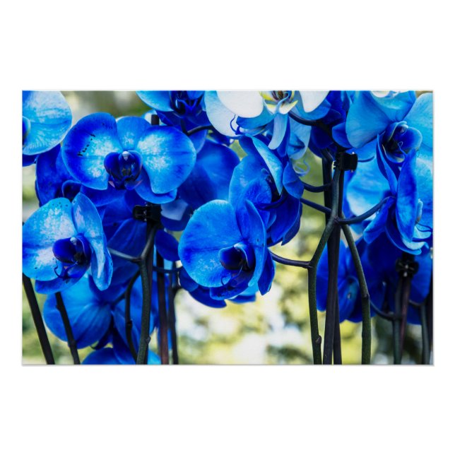 Blaue Orchideen Poster (Vorderseite)