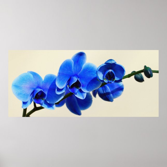Blaue Orchideen Poster (Vorne)
