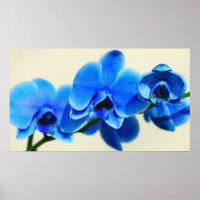 Blaue Orchideen