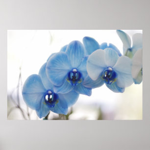 Blaue Orchideen Poster