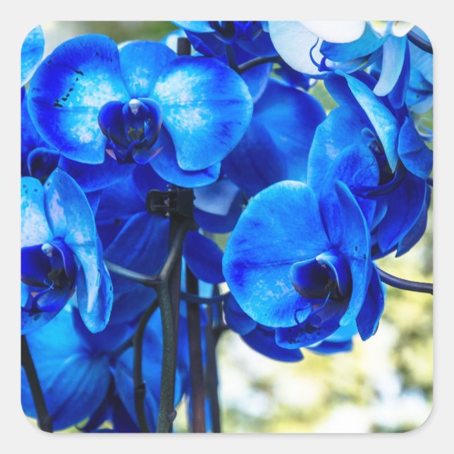 Blaue Orchideen Quadratischer Aufkleber (Vorderseite)