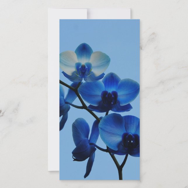 Blaue Ordhid (Vorderseite)