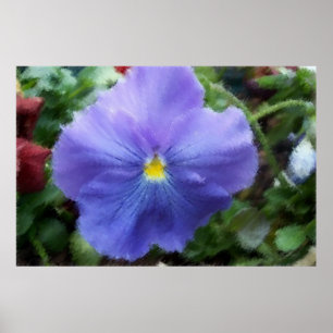 Blaue Pansy Soft Sketch Poster