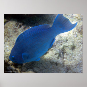 Blaue Papageien-Fische Poster