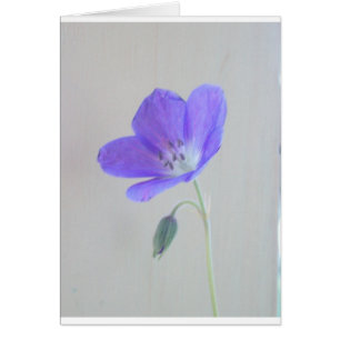 Blaue Pelargonie
