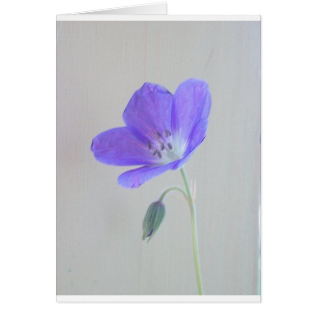 Blaue Pelargonie (Vorne)