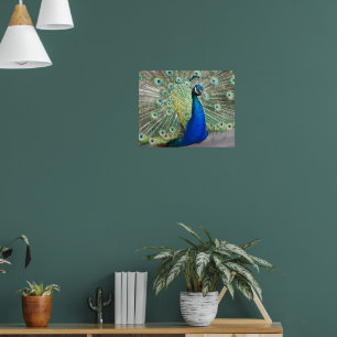 Blaue Pfauenfeder-Befiederung Fotografisch Poster