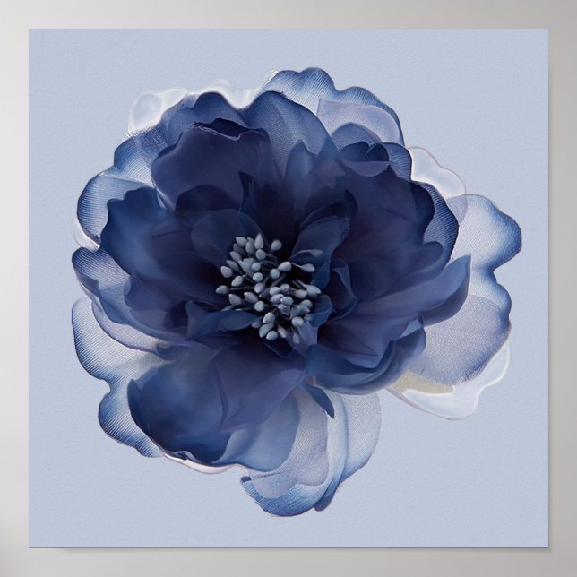 BLAUE PFINGSTROSE   POSTER (Vorne)