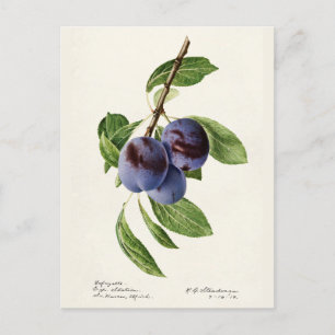 Blaue Pflaumen (Prunus Domestica) Fruchtmalerei Postkarte