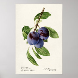 Blaue Pflaumen (Prunus Domestica) Poster
