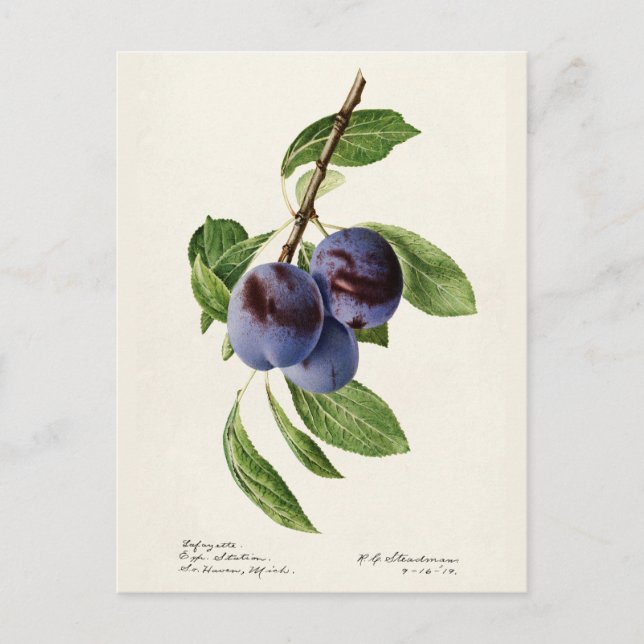 Blaue Pflaumen (Prunus Domestica) Postkarte (Vorderseite)