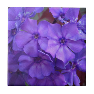 Blaue Phlox-Blumen-Fliese Fliese