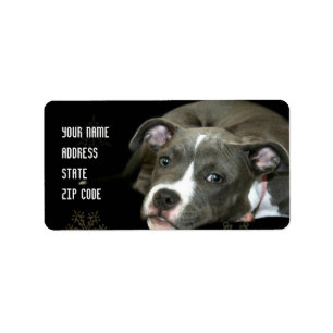 Blaue pitbull Welpen-Adressen-Etiketten Adressaufkleber