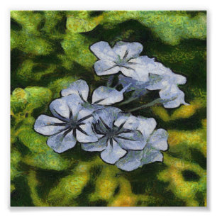 Blaue Plumbago-Blossom-Malerei Fotodruck