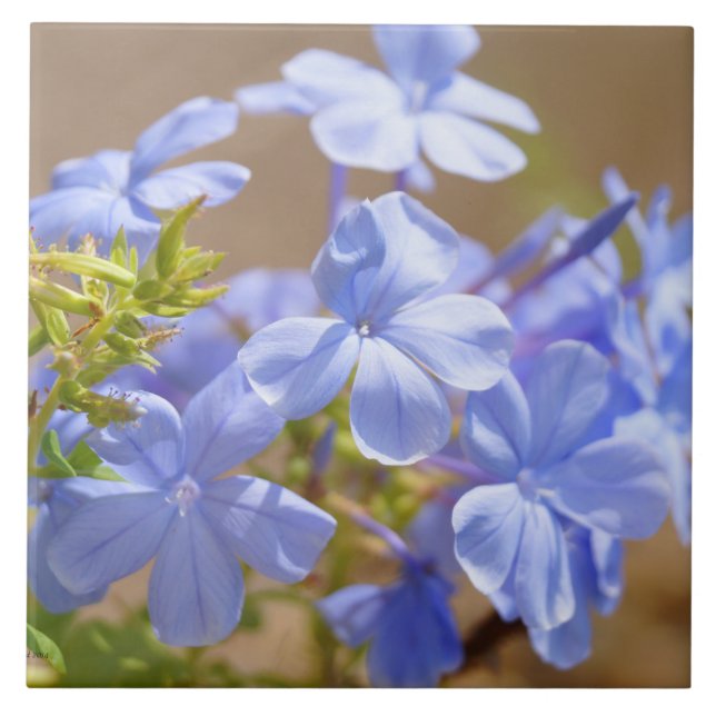 Blaue Plumbago-Blumen Fliese (Vorderseite)