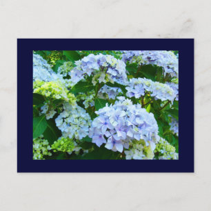 Blaue Postkarten Florale Gärten Sommer Hortensien