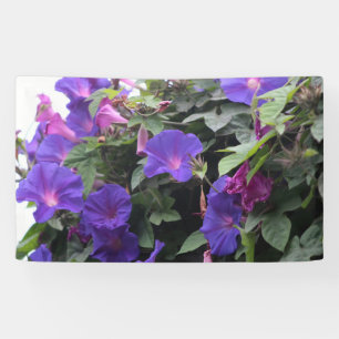 Blaue Pralulienwinden am Morgen Banner