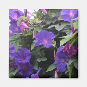 Blaue Pralulienwinden am Morgen Magnet