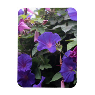 Blaue Pralulienwinden am Morgen Magnet