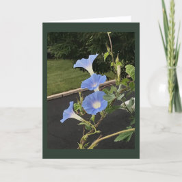 Blaue Prunkwinde Morgenpracht Blanko Karte