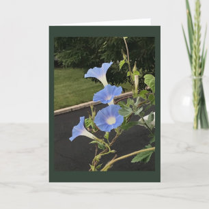 Blaue Prunkwinde Morgenpracht Blanko Karte