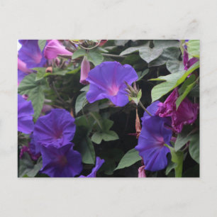 Blaue Prunkwinden am Frühlingsmorgen Postkarte