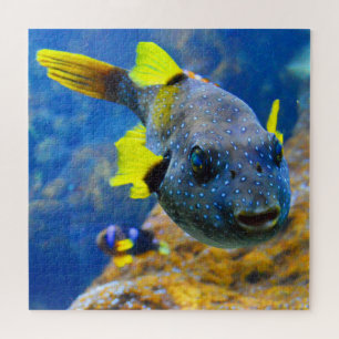 Blaue Puffer, Gelbe Fische und Gepunktete Puzzle