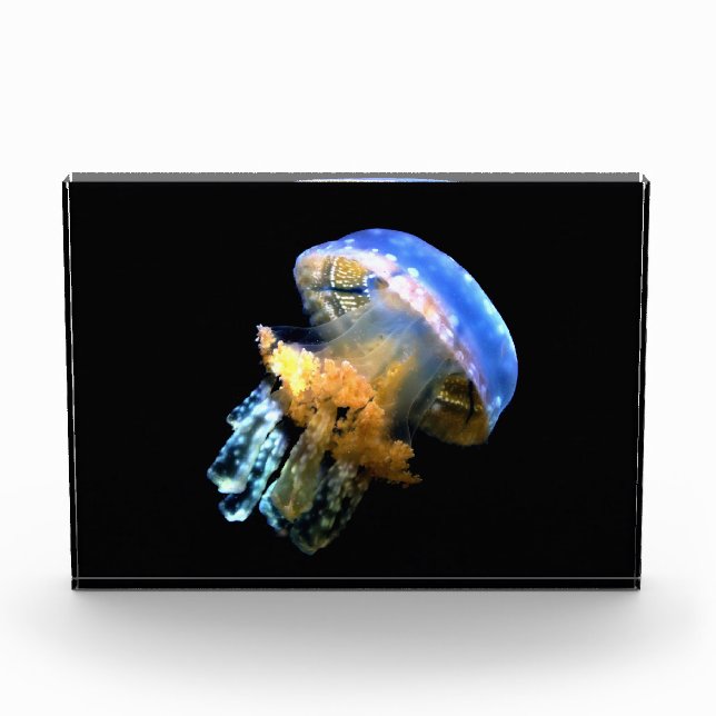 Blaue Qualle Fotoblock (Vorderseite)