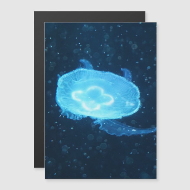 Blaue Qualle Magnetkarte (Vorne/Hinten)