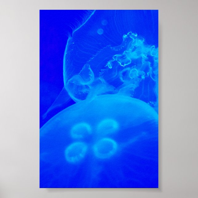 Blaue Qualle Poster (Vorne)
