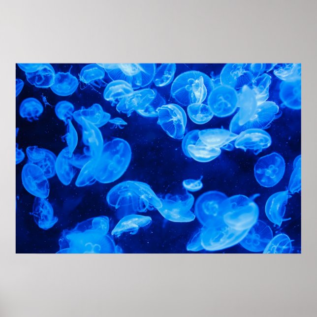 Blaue Qualle unter Wasser Poster (Vorne)