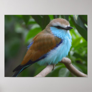 Blaue Racket-Schwanz-Roller-Vogelposter AB 14,95 Poster