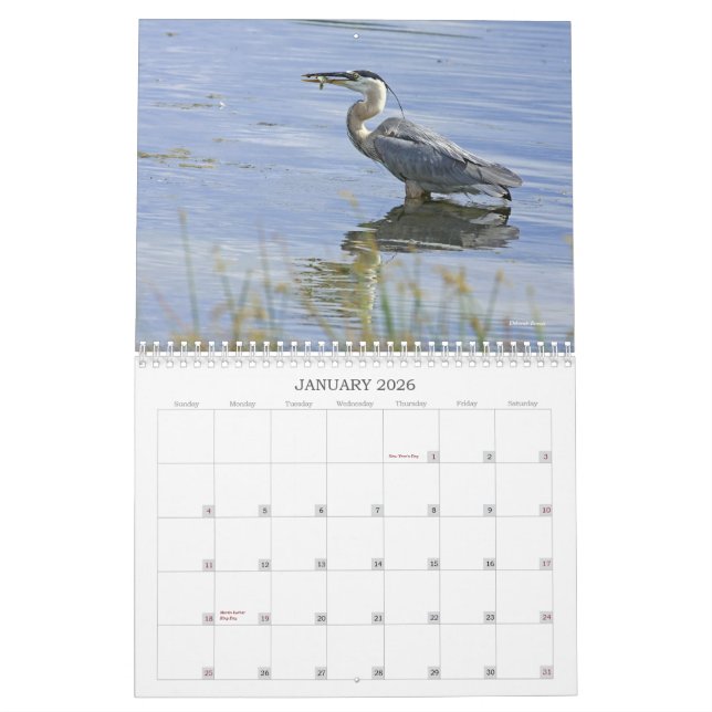 Blaue Reiher-Reihe Kalender (Jan 2026)