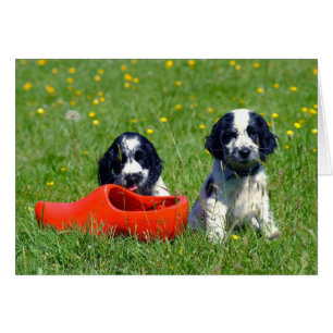 Blaue Roan Cockerspaniel-Spaniels
