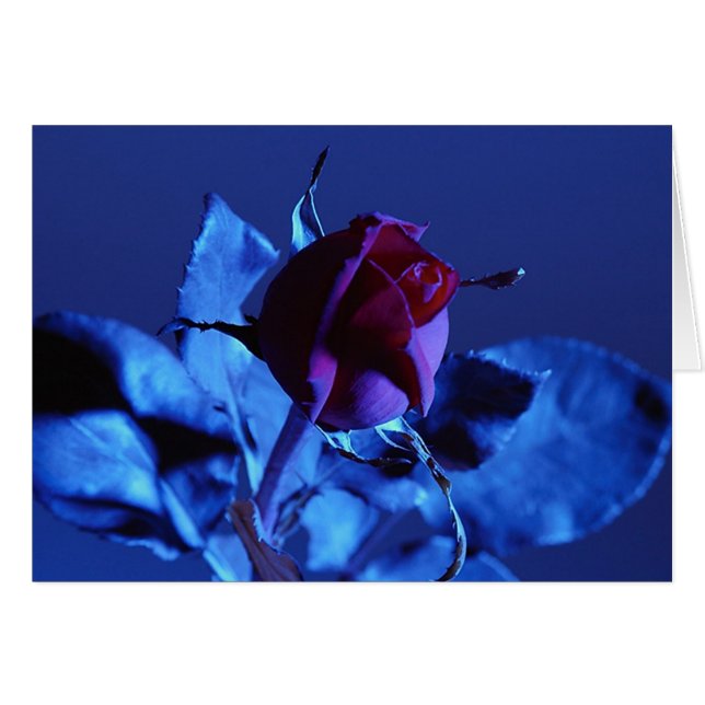 Blaue Rose (Vorderseite (Horizontal))