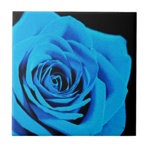 Blaue Rose Fliese