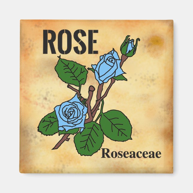 Blaue Rose Linienkunst im Stil von gealtertem Papi Magnet (Vorne)