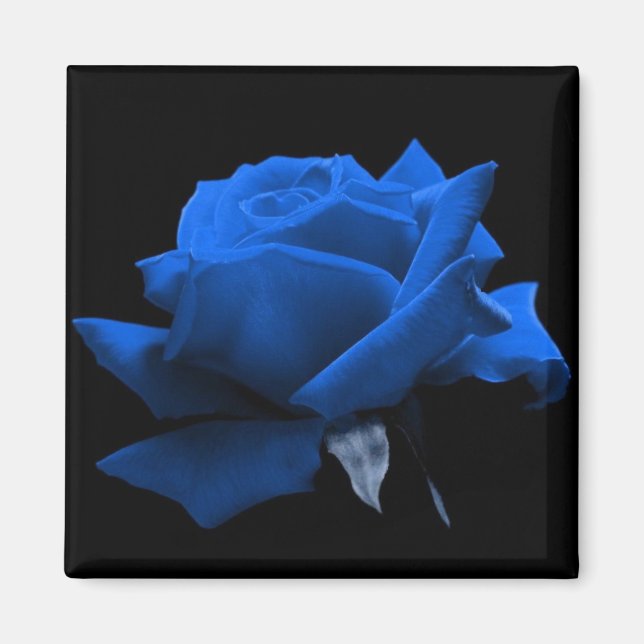 Blaue Rose Magnet (Vorne)