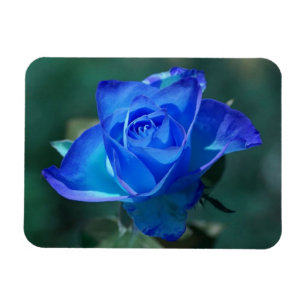 Blaue Rose Magnet