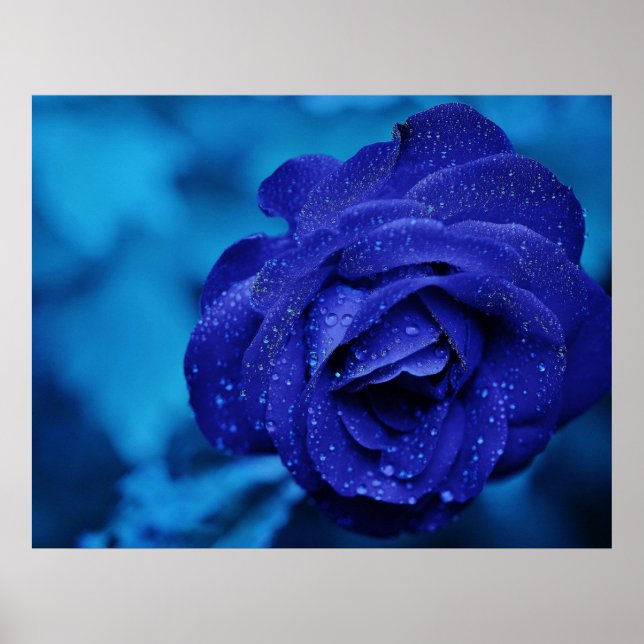 Blaue Rose mit Taubentropfen gespalten Poster (Vorne)