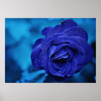 Blaue Rose mit Taubentropfen